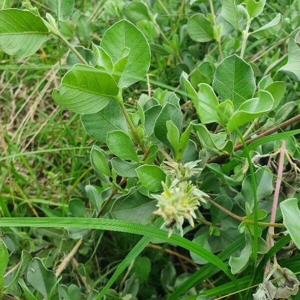 Sericocomopsis hildebrandtii Blad