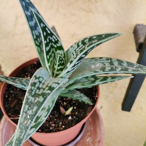 Aloe variegata പുഷ്പം