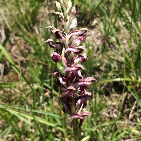 Anacamptis coriophora Flor