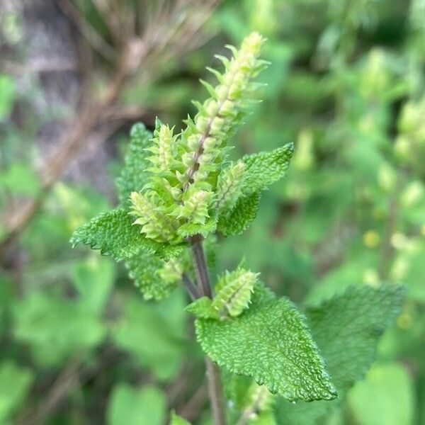 Teucrium scorodonia Blüte