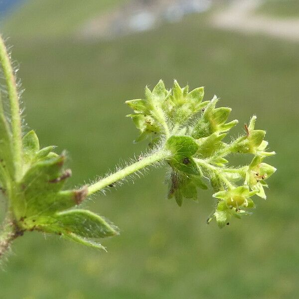 Alchemilla flabellata Casca