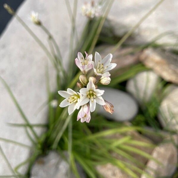 Nothoscordum borbonicum Flors