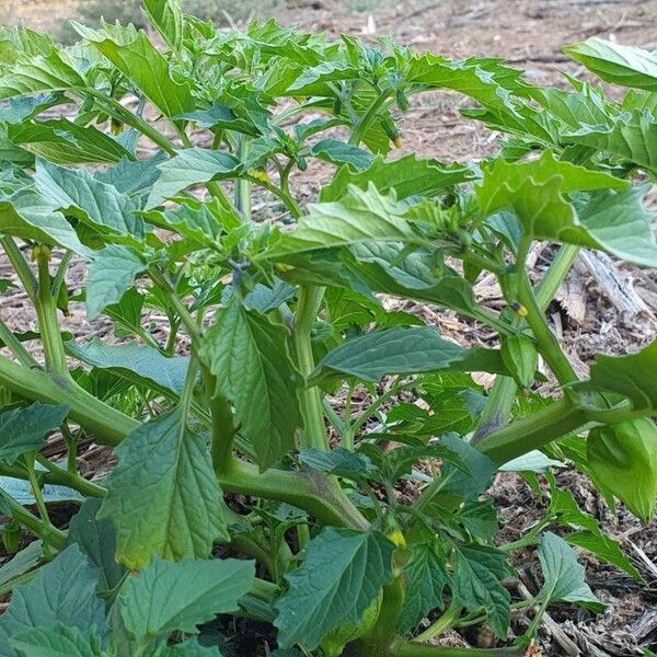 Physalis philadelphica Blatt