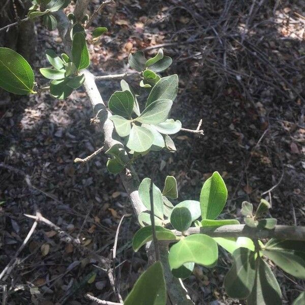 Strychnos madagascariensis Blad