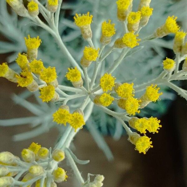 Helichrysum italicum Blüte