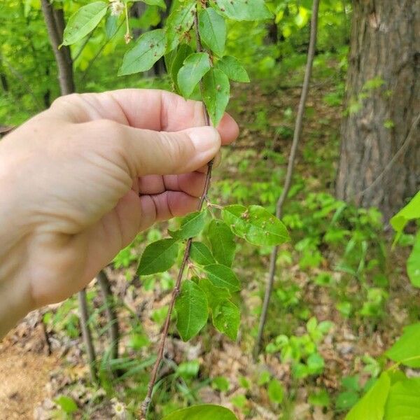 Prunus pensylvanica 葉