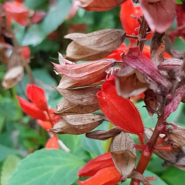 Salvia splendens Plod