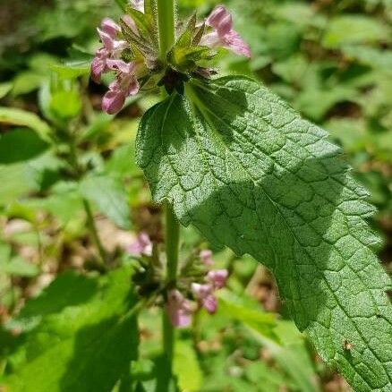 Stachys alpina Кветка