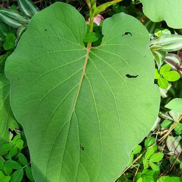 Piper auritum Leaf