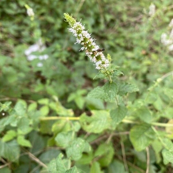 Mentha suaveolens Flower