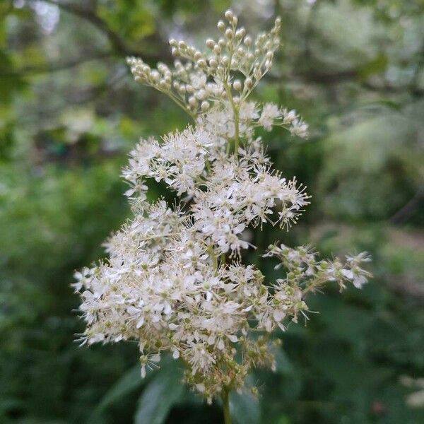 Filipendula ulmaria Цветок