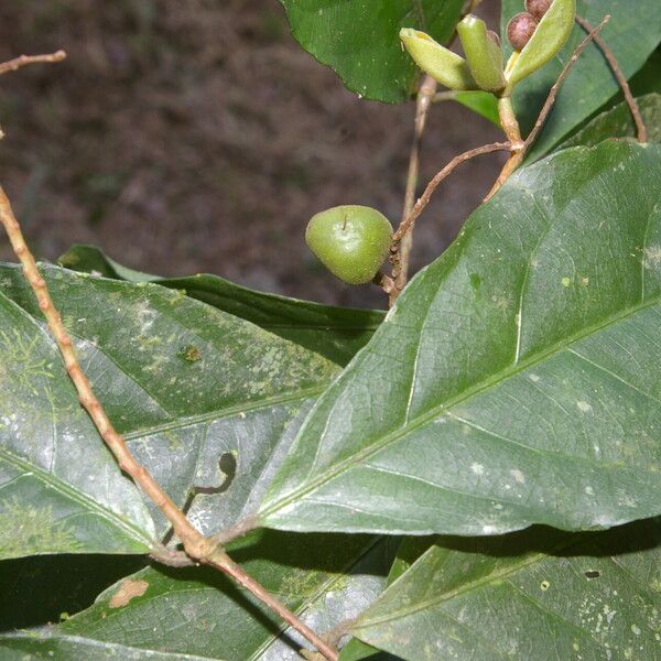 Rinorea hummelii Fruit