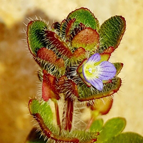 Veronica hederifolia Blüte