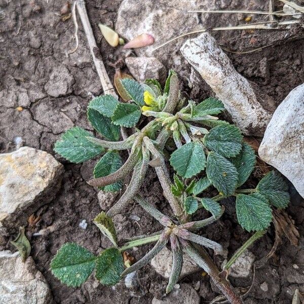 Medicago monspeliaca Plod