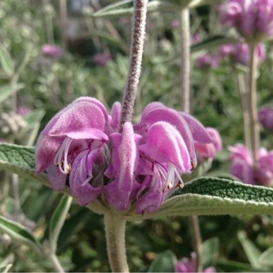 Phlomis purpurea Blüte