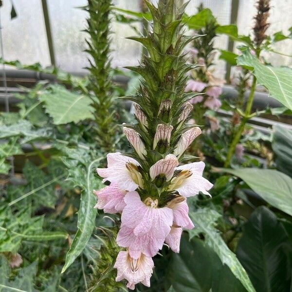 Acanthus montanus Kvet