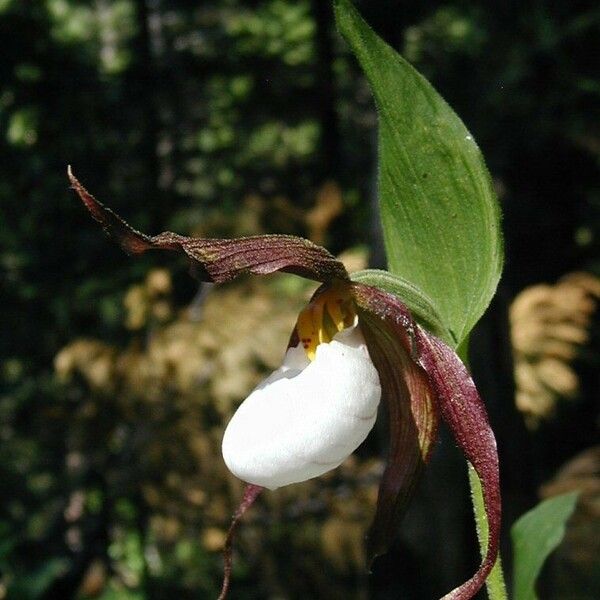 Cypripedium montanum Fleur