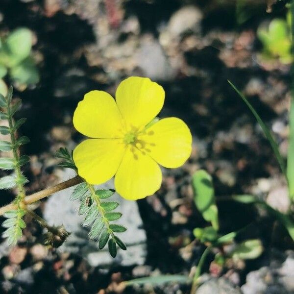 Tribulus cistoides ᱵᱟᱦᱟ