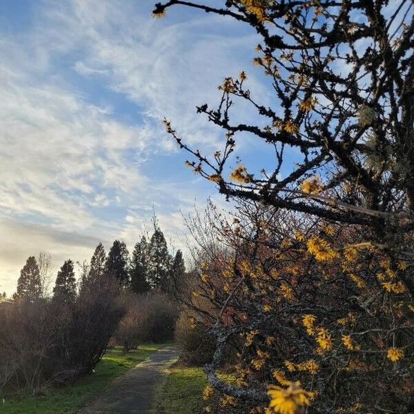 Hamamelis mollis 花