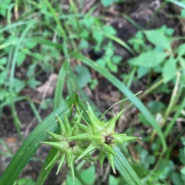 Carex intumescens Fleur