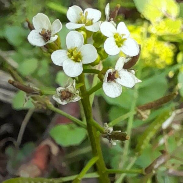 Rorippa nasturtium-aquaticum Virág