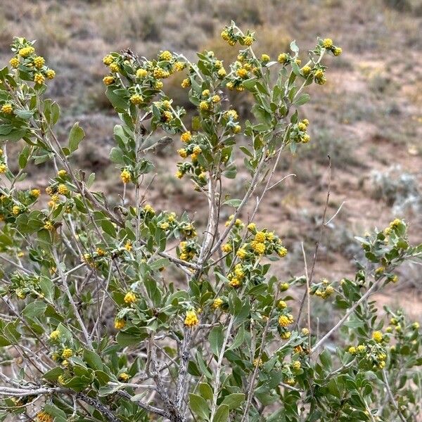 Flourensia cernua Cvet