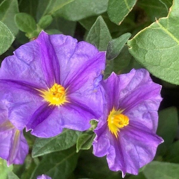 Lycianthes rantonnetii Flower