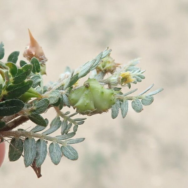 Tribulus terrestris 果實