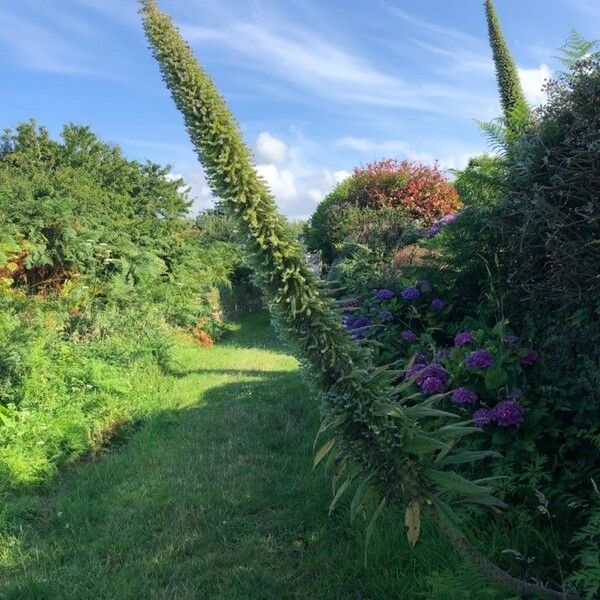 Echium wildpretii Habitus