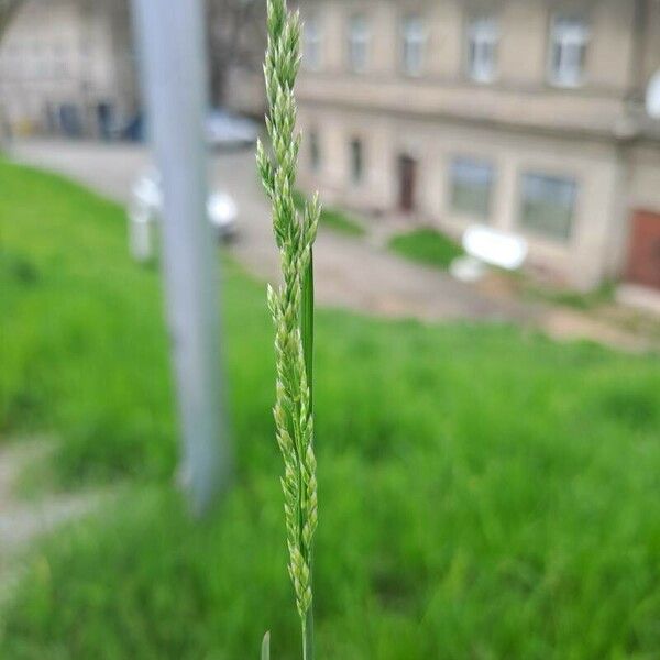 Poa trivialis Flower