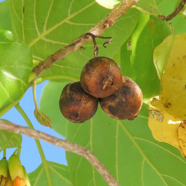 Cordia subcordata 果實