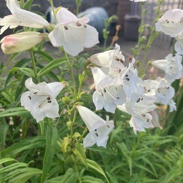 Penstemon digitalis Çiçek