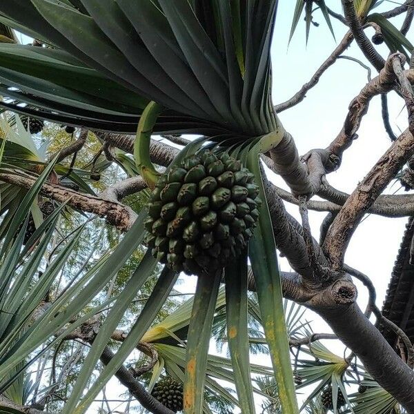 Pandanus utilis फल