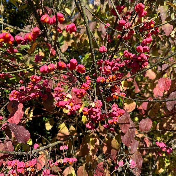 Euonymus europaeus Habitus