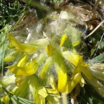 Astragalus exscapus Λουλούδι
