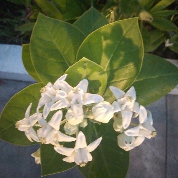 Calotropis gigantea Çiçek