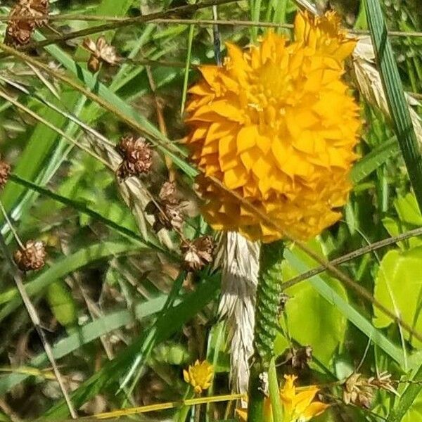 Polygala lutea 花