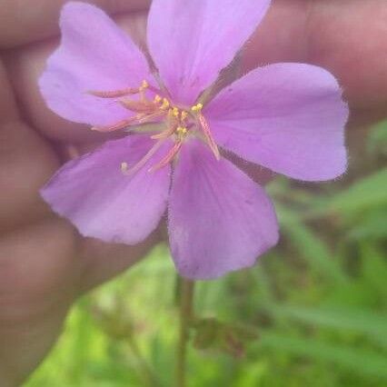 Melastoma malabathricum Квітка