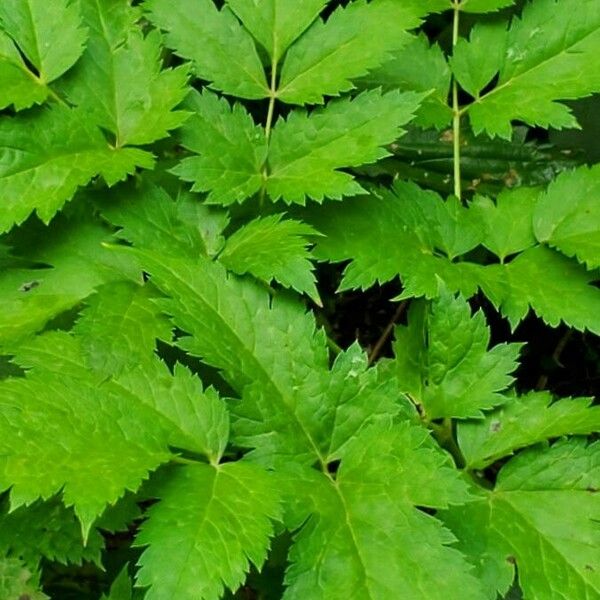 Actaea rubra Folla