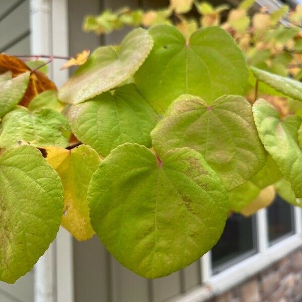 Cercidiphyllum japonicum Hoja