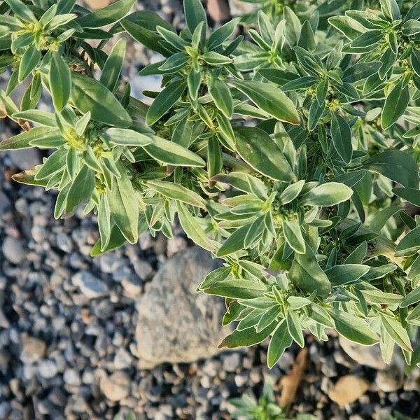 Amaranthus blitoides 葉