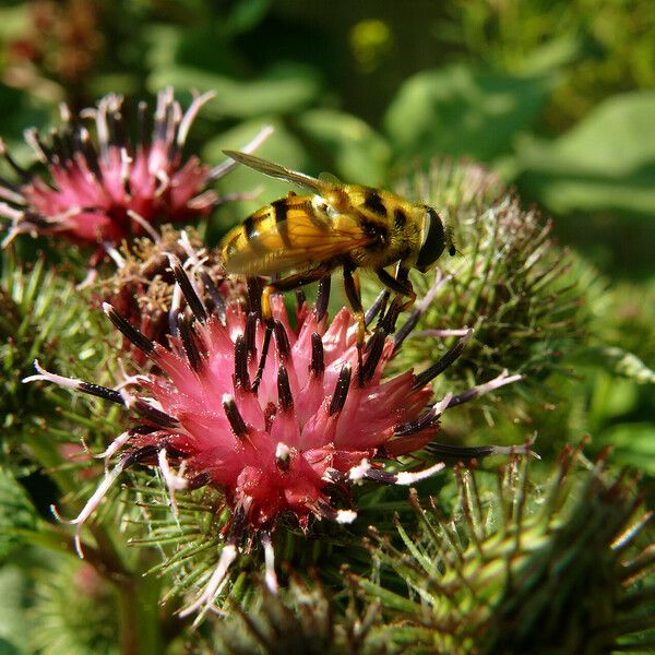 Arctium tomentosum Blüte