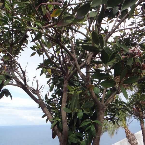 Acokanthera oblongifolia عادت