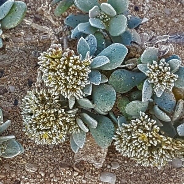 Polycarpaea nivea 葉