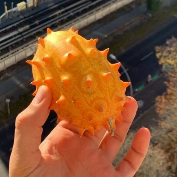 Cucumis metuliferus Fruit