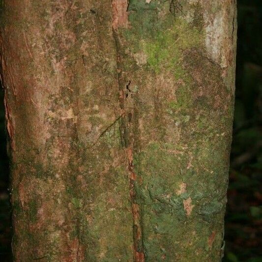 Posoqueria latifolia बार्क (छाल)