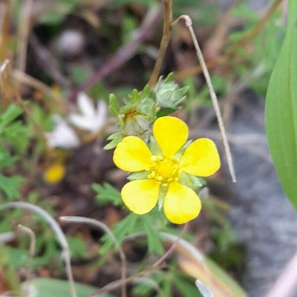 Potentilla argentea Blomst