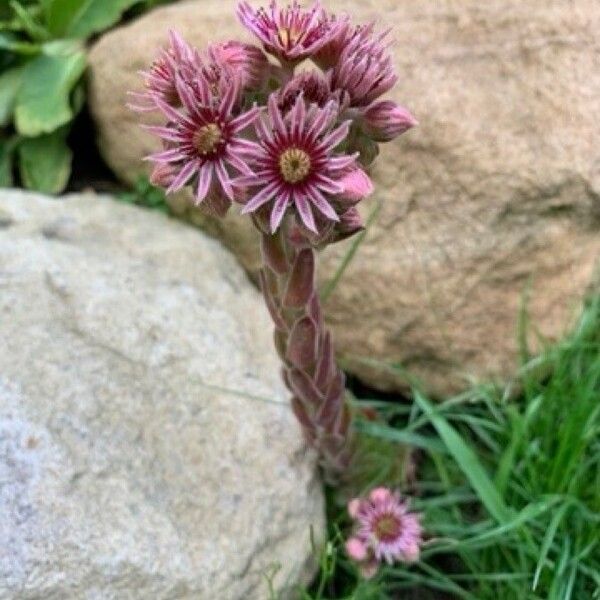 Sempervivum tectorum फूल