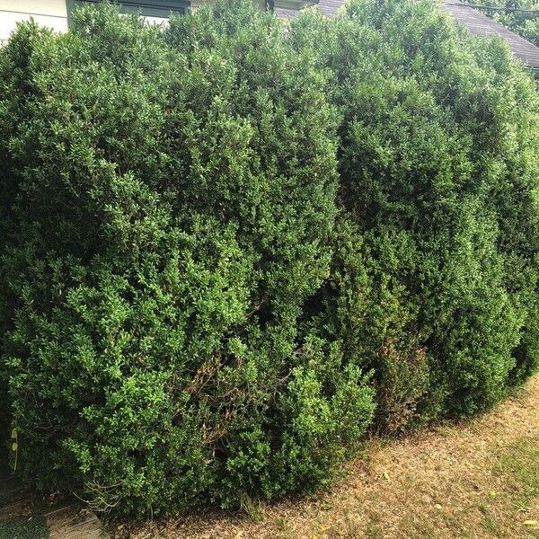 Buxus sempervirens Elinympäristö