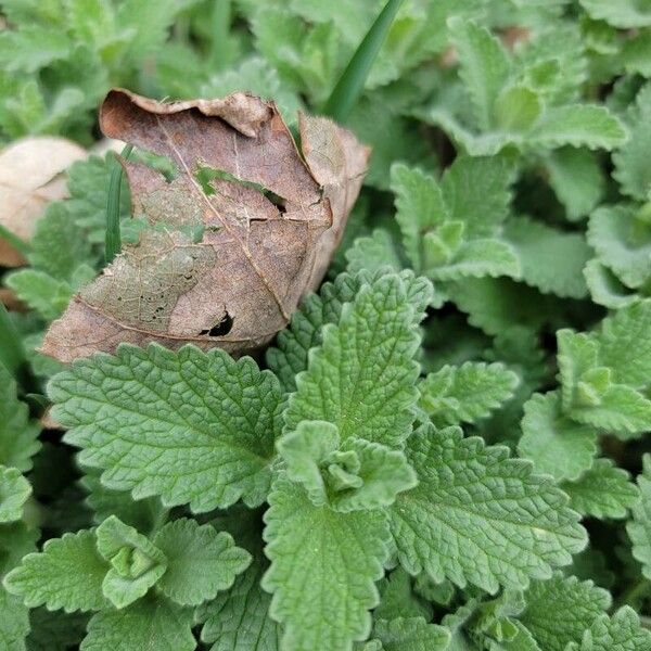 Nepeta cataria Φύλλο